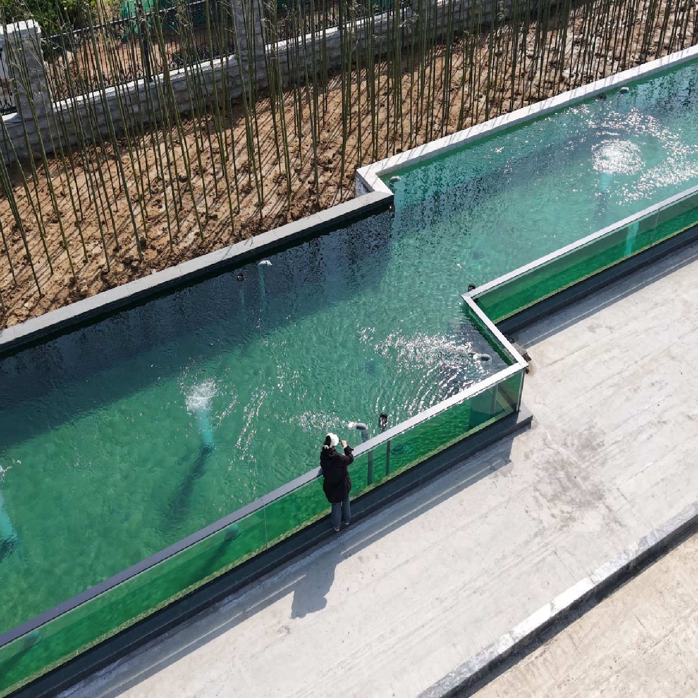 山东济宁--新建--600吨锦鲤池